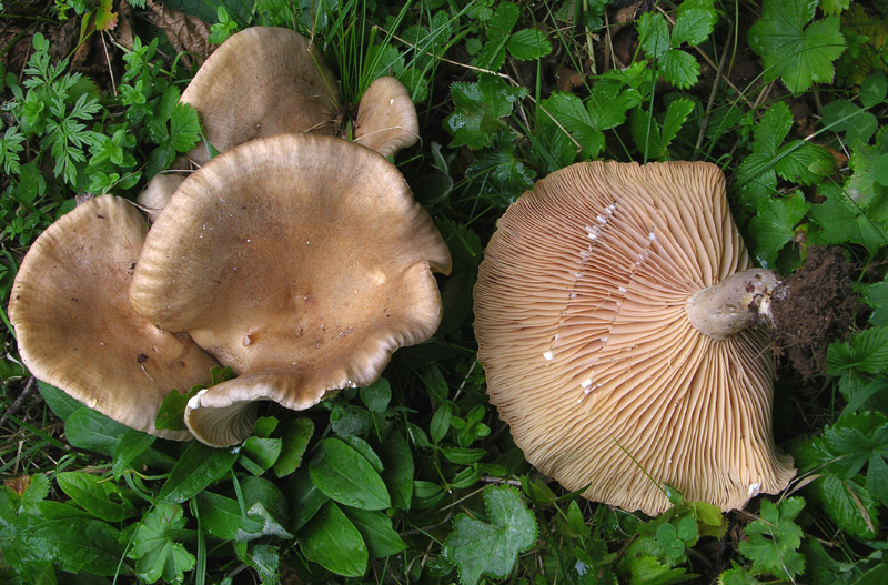 Ultimi Lactarius inediti.